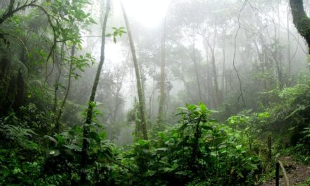 La Amazonia: el manjar de los intereses ocultos