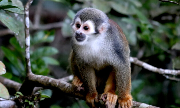 La Importancia de la Biodiversidad en Colombia: Un Tesoro Natural por Proteger