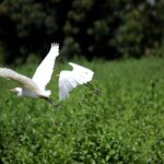 Los desafíos del campo colombiano en 2026: sostenibilidad, trazabilidad y biodiversidad