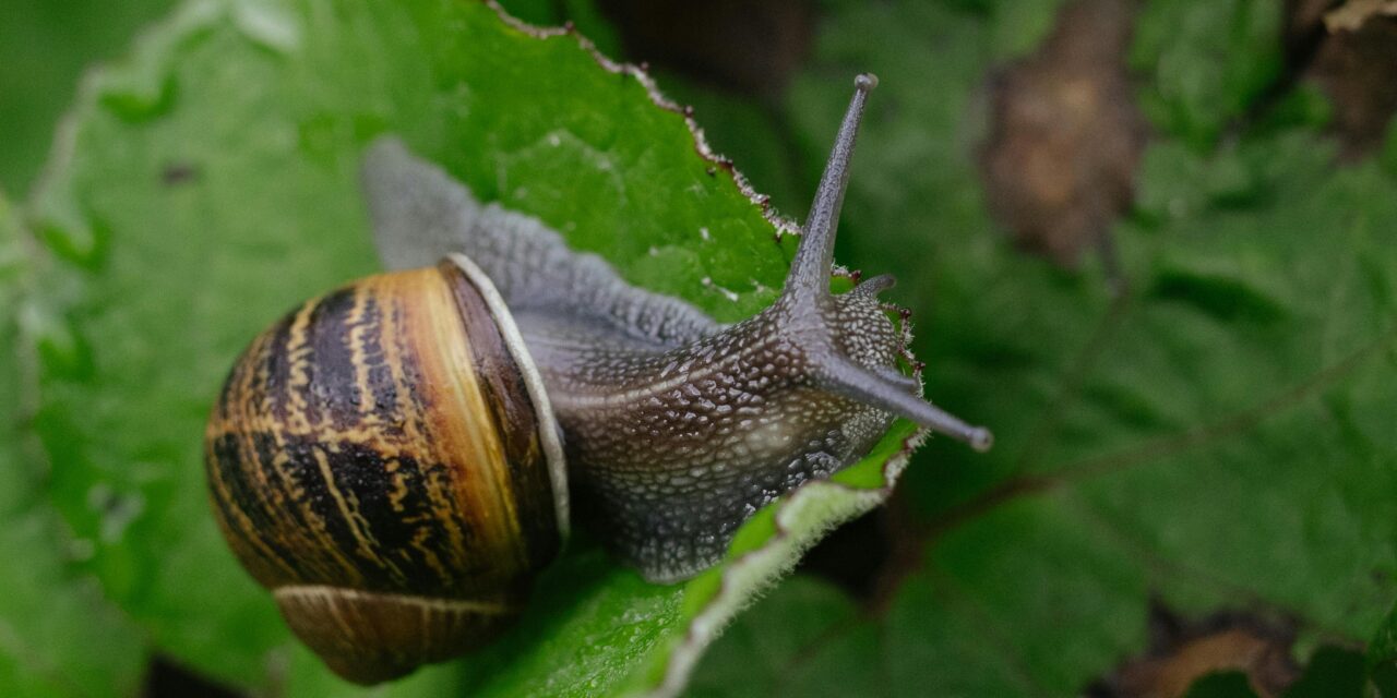 Especies exóticas invasoras en la biodiversidad marina.